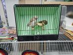 Glosters, Dieren en Toebehoren, Meerdere dieren, Kleurkanarie