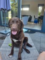 Yarah, Dieren en Toebehoren, 1 tot 2 jaar, Teef, Eén hond, Middel