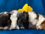 Superlieve Ch teddy cavia’s!, Dieren en Toebehoren, Cavia, Meerdere dieren, Tam