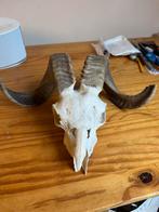 Geite schedel, Ophalen of Verzenden, Nieuw, Schedel