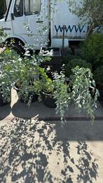 Eucalyptus planten hoog 100 cm nu voor een zeer lage prijs, Overige soorten, Volle zon, Vaste plant, Ophalen of Verzenden
