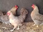 Broedeieren van Creamlegbar kippen lichtblauw van kleur, Dieren en Toebehoren, Pluimvee, Geslacht onbekend, Kip