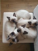 Siamees kittens, Dieren en Toebehoren, Katten en Kittens | Raskatten | Korthaar, Poes, Gechipt, 0 tot 2 jaar