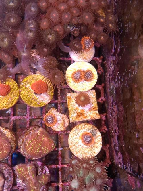 Utter chaos en andere zoa koralen, Dieren en Toebehoren, Vissen | Aquaria en Toebehoren, Plant(en), Steen of Hout, Ophalen of Verzenden