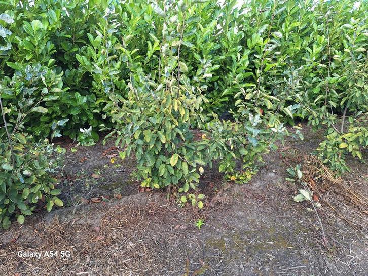 Amelanchier Lamarchii, krentenstruik tot 150 cm, Tuin en Terras, Planten | Struiken en Hagen, Overige soorten, 100 tot 250 cm