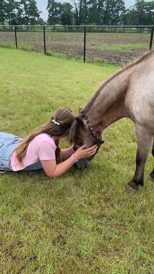 Verzorgpony gezocht, Dieren en Toebehoren, Paarden en Pony's | Verzorgingsproducten, Nieuw, Ophalen of Verzenden