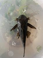Bristlenose pleco jong, Dieren en Toebehoren, Vissen | Aquariumvissen, Vis, Zoetwatervis