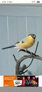 Gele goudvink man, Dieren en Toebehoren, Mannelijk, Wildzangvogel, Geringd