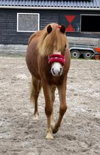 De allerliefste knapste welsh 1,5 jarige merrie, Dieren en Toebehoren, Pony's, Merrie, B pony (1.17m tot 1.27m), Gechipt, 0 tot 2 jaar