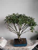 Acer Japanse Esdoorn Bonsai, Tuin en Terras, Planten | Bomen, Bloeit niet, Halfschaduw, Minder dan 100 cm, Overige soorten
