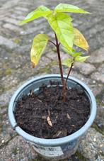 Mooie Trompetboom stekjes, Tuin en Terras, Planten | Bomen, Minder dan 100 cm, Zomer, Volle zon, In pot