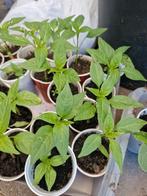 Peper planten zoet, Ophalen, Volle zon, Groenteplanten, Eenjarig