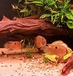 6 volwassen Cleithracara Maronii sleutelgatcichlide, Dieren en Toebehoren, Vissen | Aquariumvissen, Vis, Zoetwatervis