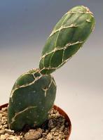 Opuntia Reticulata "Cobra", Huis en Inrichting, Kamerplanten, Cactus, Ophalen of Verzenden, Volle zon
