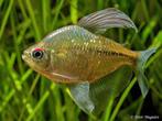 Moenkhausia pittieri – Diamantzalm, Dieren en Toebehoren, Vis, Zoetwatervis
