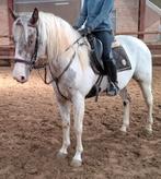 Topbrave 5 jr familie-recreatie-manege E pony ruin 1,56 mtr, B, Ruin, 3 tot 6 jaar, Recreatiepony