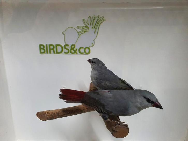 Lavendelastrilde / Blauwgrijs roodstaartje met DNA, Dieren en Toebehoren, Vogels | Overige Vogels, Tropenvogel, Meerdere dieren