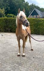 Lieve 2 jarige haflinger ruin, E pony (1.48m - 1.57m), Met stamboom, Ruin, 0 tot 2 jaar