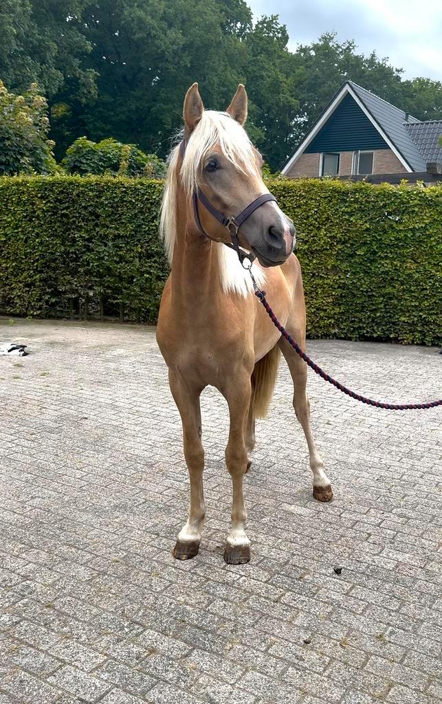 Lieve 2 jarige haflinger ruin, Dieren en Toebehoren, Pony's, Ruin, Onbeleerd, E pony (1.48m - 1.57m), 0 tot 2 jaar, Met stamboom