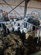 Te koop Drachtige Hollandse schapen