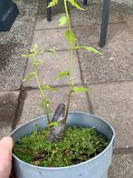 Leuke pre-bonsai (Quercus rubra), Tuin en Terras, Planten | Bomen, Ophalen of Verzenden, Overige soorten, Minder dan 100 cm