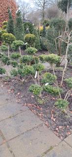 Ilex c. Green Hedge bonsai vormsnoei 100-125 cm hoog, Tuin en Terras, Planten | Bomen, Ophalen, Bloeit niet, Halfschaduw, Overige soorten