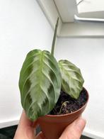 Maranta Silver band mini plantje, Overige soorten, Minder dan 100 cm, Ophalen of Verzenden, Halfschaduw