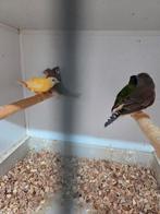 Driekleur amadines geel, Meerdere dieren, Tropenvogel