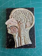 Anatomisch model hoofd doorsnede, Ophalen of Verzenden, Natuur en Biologie