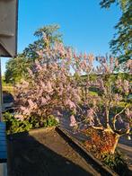Paulowna boompje, Tuin en Terras, Planten | Bomen, Ophalen of Verzenden