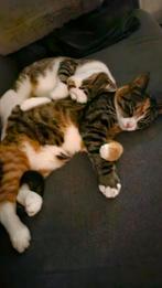 Katten 2 jaar oud (Milow en Missy), Meerdere dieren, Kortharig, 0 tot 2 jaar