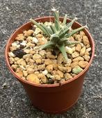 Cactus, Leuchtenbergia, Ophalen of Verzenden, Cactus, Volle zon, Minder dan 100 cm