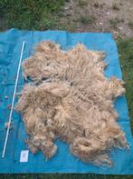 Ruwe vacht, mergellandschaap 7, Ophalen of Verzenden
