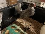 Antwerpse baardkrielen koekoek, Dieren en Toebehoren, Geslacht onbekend, Kip