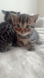 Hele mooie tijger kittens brits korthaar x bengaal, Dieren en Toebehoren, Katten en Kittens | Raskatten | Korthaar, Meerdere dieren