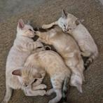 Snow bengaal kittens, Dieren en Toebehoren, Katten en Kittens | Raskatten | Korthaar, Meerdere dieren, Gechipt