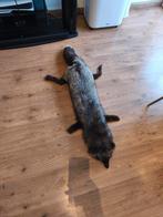 Prachtige zilvervos opgezette vos taxidermie, Verzamelen, Dierenverzamelingen, Ophalen of Verzenden, Zo goed als nieuw, Wild dier