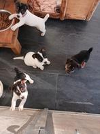 Schattige en hele mooie Jack Russel Pups te koop, Dieren en Toebehoren, Jack Russell Terriër, 8 tot 15 weken, CDV (hondenziekte)
