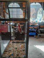 Jonge  rosé  kaketoe  te koop inclusief kooi, Dieren en Toebehoren, Papegaai
