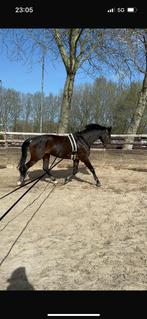 Paard te lease / verzorger / bijrijder gezocht, Dieren en Toebehoren, Ophalen