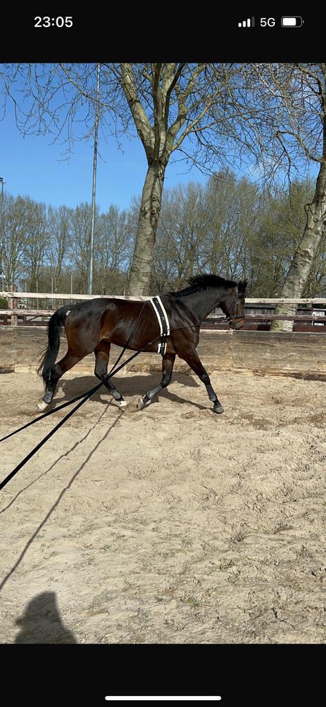Paard te lease / verzorger / bijrijder gezocht, Dieren en Toebehoren, Paarden en Pony's | Verzorgingsproducten, Ophalen