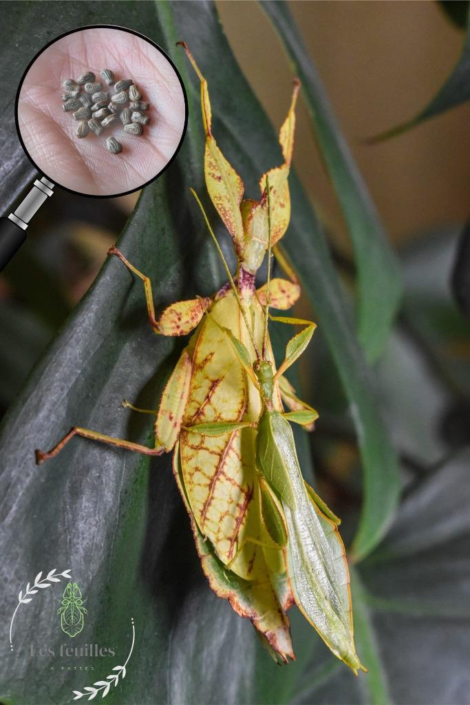 Phyllium Letiranti "Tataba" eggs (x10), Dieren en Toebehoren, Insecten en Spinnen, Overige soorten