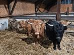 Runderen schotsehooglanders, Dieren en Toebehoren, Runderen, Vrouwelijk, 0 tot 2 jaar