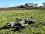 Jonge tamme Amrock kriel kippen ras gesekst en ingeënt, Dieren en Toebehoren, Pluimvee, Vrouwelijk, Kip