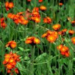 Hieracium aurantiacum(havikskruid) oranje  vaste plant, Tuin en Terras, Planten | Tuinplanten, Bodembedekkers, Volle zon, Vaste plant