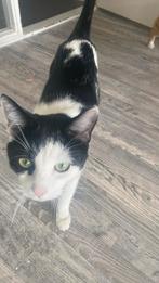 kat 1 jaar en 3 maanden oud, Dieren en Toebehoren, Kater, 0 tot 2 jaar