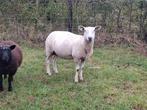 Ooi met 2 ooilammeren, Dieren en Toebehoren, Schapen, Geiten en Varkens, Meerdere dieren, Schaap
