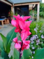 canna zaailingen roze, Ophalen, Zomer, Overige soorten, Volle zon