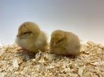 Mooie jonge Orpington kuikens gesekst en ingeënt, Dieren en Toebehoren, Pluimvee, Vrouwelijk, Kip