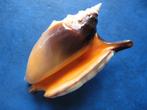 Schelpen: Strombus aratrum Röding f++/gem 70-80mm+, Verzenden, Schelp(en)